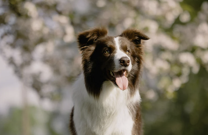 Braun-weißer Border Collie mit heraushängender Zunge vor blühenden Bäumen im Sonnenlicht
