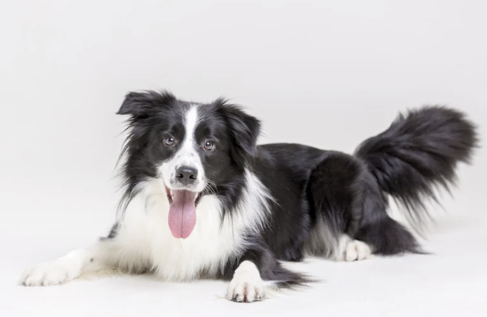 Border Collie liegt mit ausgestreckten Vorderbeinen auf hellem Studiohintergrund und schaut mit heraushängender Zunge in die Kamera