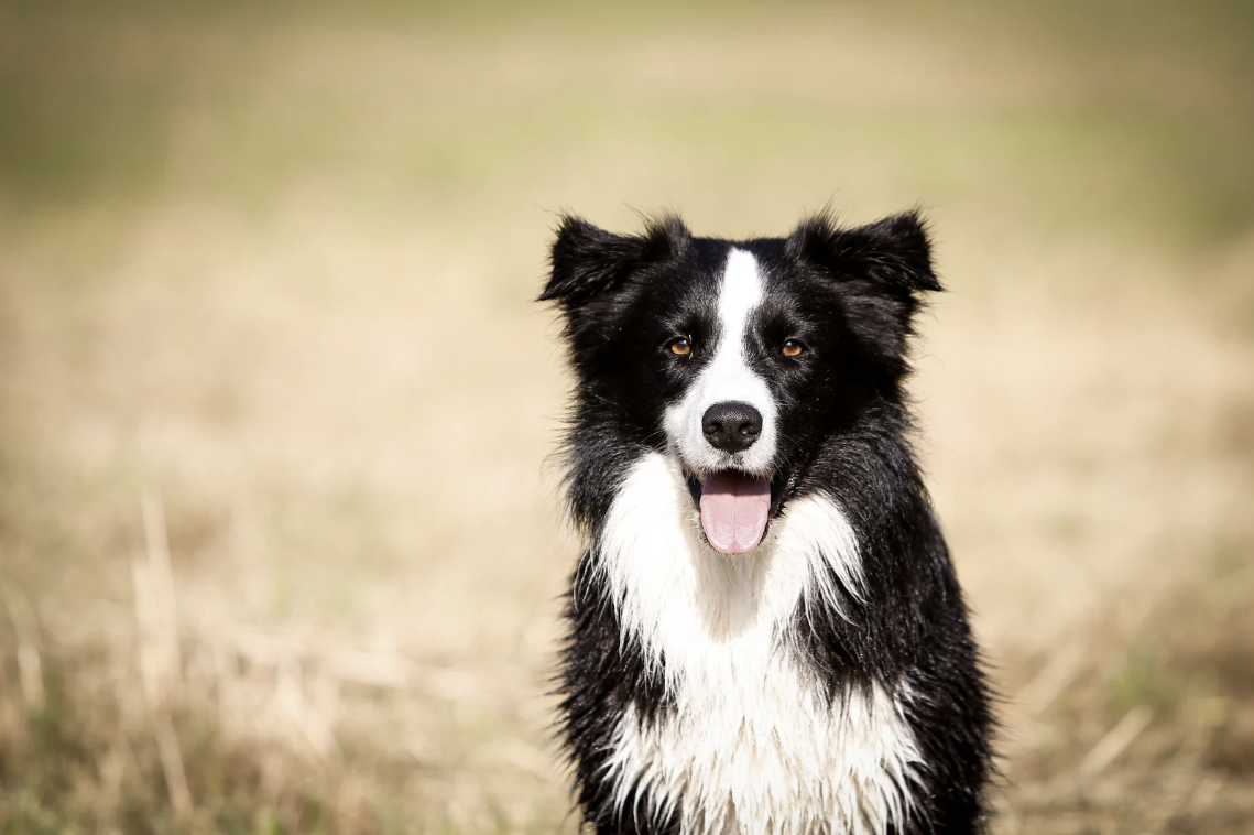 Border Collie mit nassem Fell blickt mit herausgestreckter Zunge in die Kamera, im Hintergrund eine unscharfe Wiese
