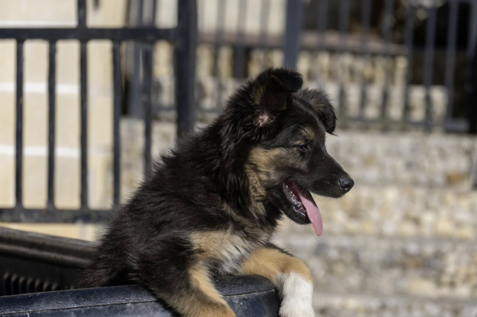 Schwarz-brauner Deutscher Schäferhund Welpe lehnt mit Pfoten auf Steinmauer und blickt seitlich