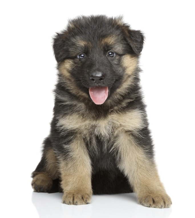 Deutscher Schäferhund Welpe sitzt frontal mit herausgestreckter Zunge vor weißem Hintergrund