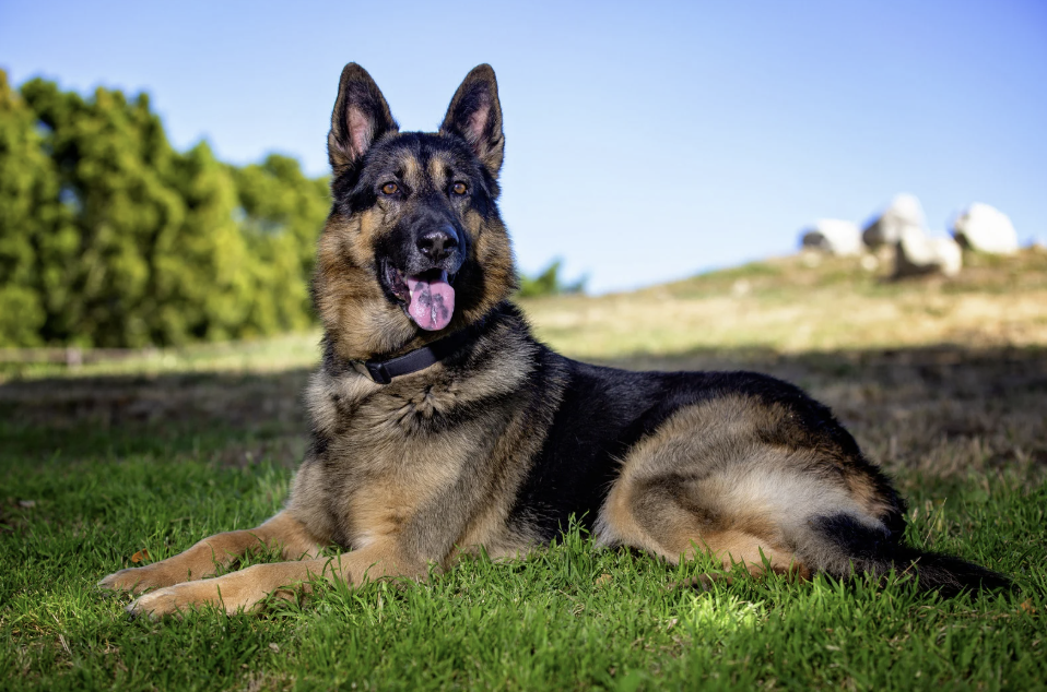 Deutscher Schäferhund liegt entspannt auf einer grünen Wiese im Freien und blickt aufmerksam nach vorne