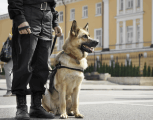 Deutscher Schäferhund mit Geschirr sitzt an der Leine neben Hundeführer auf einer Straße in der Stadt