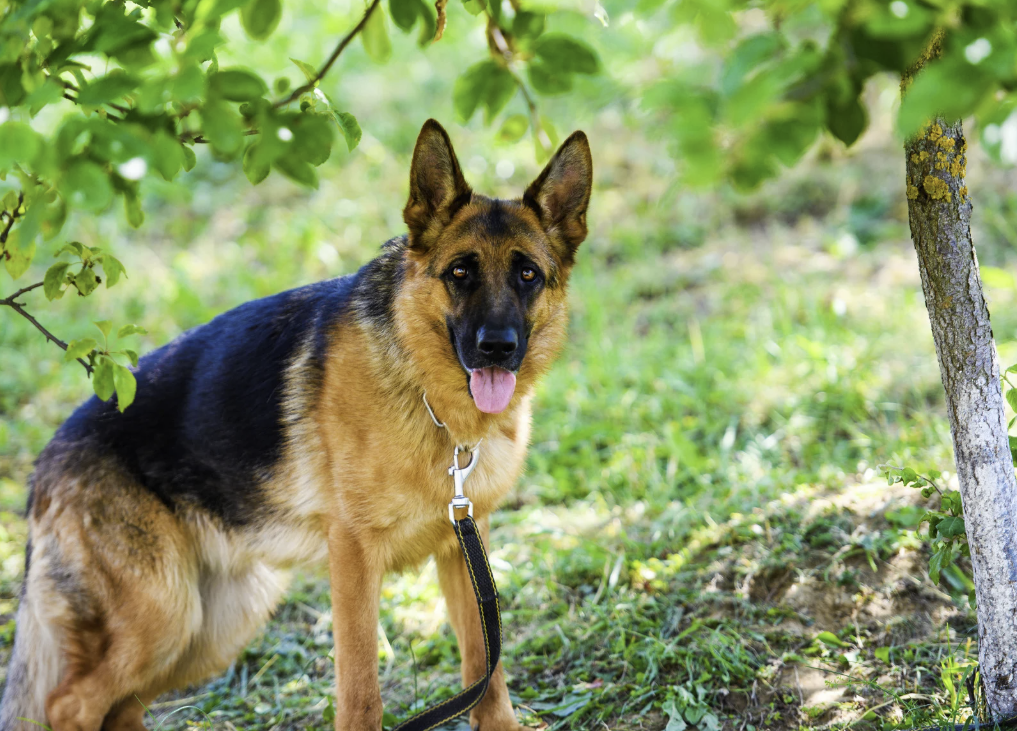 Deutscher Schäferhund mit Leine sitzt im Grünen unter einem Baum und blickt aufmerksam in die Kamera