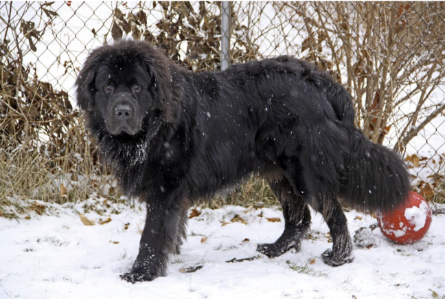 Schwarzer Neufundländer steht im verschneiten Garten neben einem roten Ball
