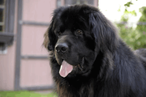 Großer schwarzer Neufundländer mit hängender Zunge vor einem Haus mit rosa Holzfassade