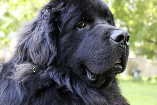 Nahaufnahme eines schwarzen Neufundländers mit glänzendem Fell und ruhigem Ausdruck im Garten