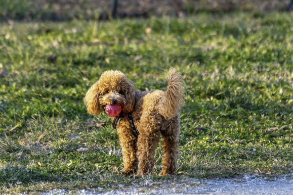 Kleiner brauner Pudel steht auf einer Wiese mit einem roten Spielball im Maul