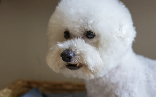 Bichon Frisé Nahaufnahme mit flauschigem weißen Fell und aufmerksamem Blick