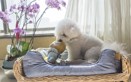 Bichon Frisé liegt im Hundebett und spielt mit Stofftier neben blühender Orchidee am Fenster