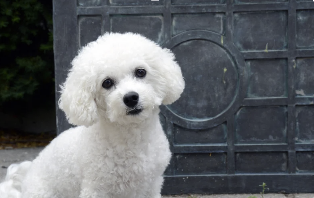 Bichon Frisé mit geneigtem Kopf sitzt vor einer strukturierten Metalltür