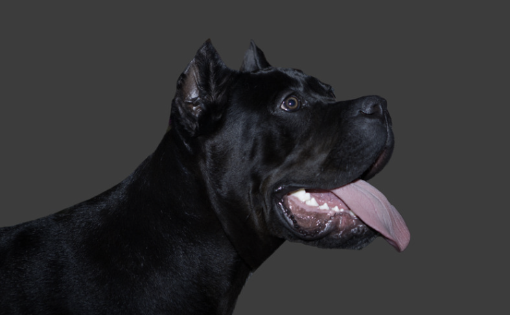 Schwarzer Cane Corso im Profil mit heraushängender Zunge vor neutralem Hintergrund