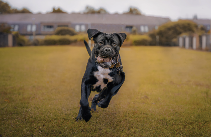 Schwarzer Cane Corso läuft frontal auf einer Wiese auf die Kamera zu