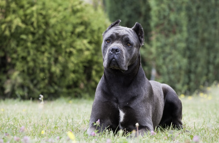 Grauer Cane Corso liegt aufmerksam auf einer Wiese im Garten