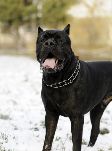 Schwarzer Cane Corso mit Kettenhalsband steht im Schnee und hechelt