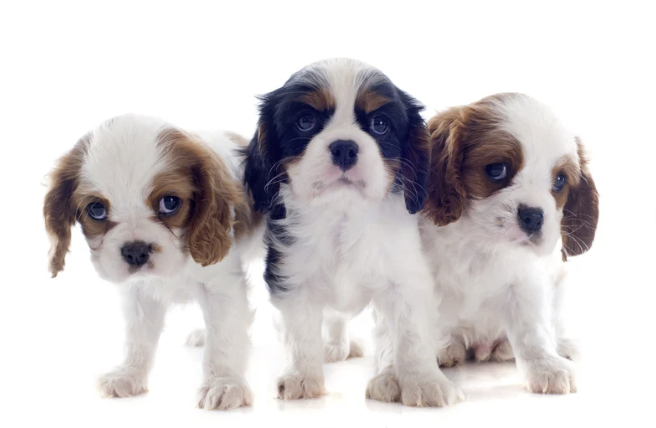 Drei Cavalier King Charles Spaniel Welpen in Blenheim und Tricolor vor weißem Hintergrund