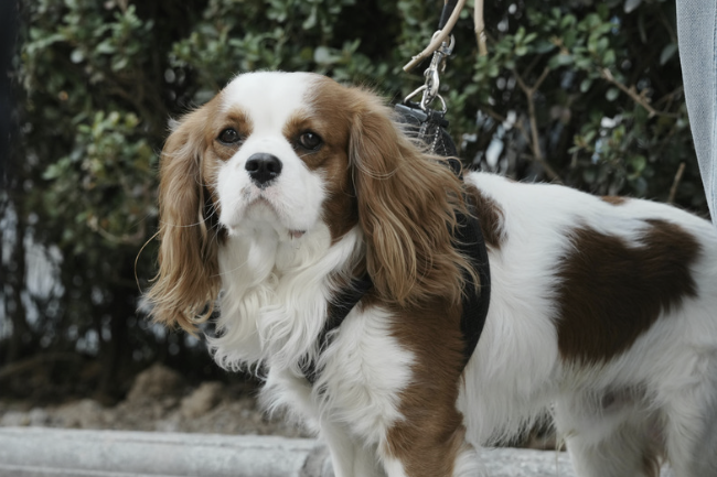 Cavalier King Charles Spaniel an Leine steht draußen vor Hecke