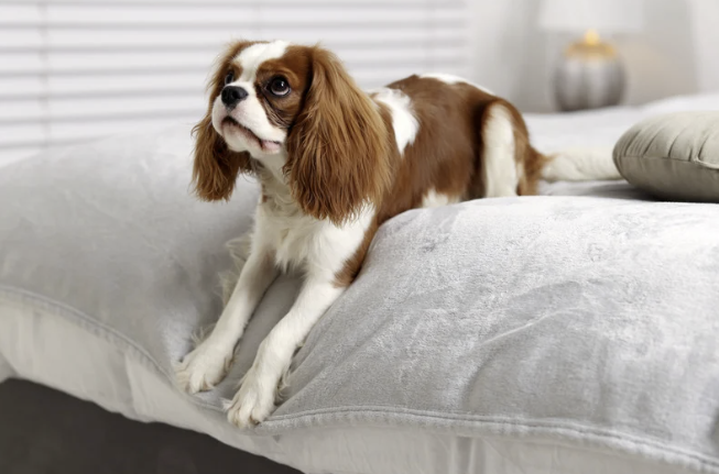 Cavalier King Charles Spaniel liegt auf grauem Sofa und blickt aufmerksam nach oben