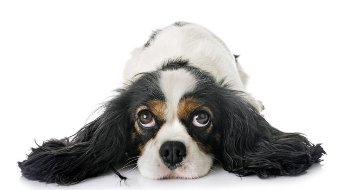 Cavalier King Charles Spaniel liegt mit Kopf flach auf dem Boden und blickt nach oben