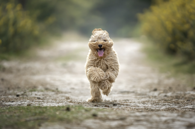 Cavapoo Welpe läuft mit wehenden Ohren und herausgestreckter Zunge über einen Waldweg