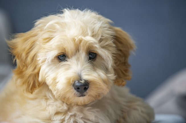 Flauschiger hellbrauner Cavapoo Welpe mit lockigem Fell und großen dunklen Augen