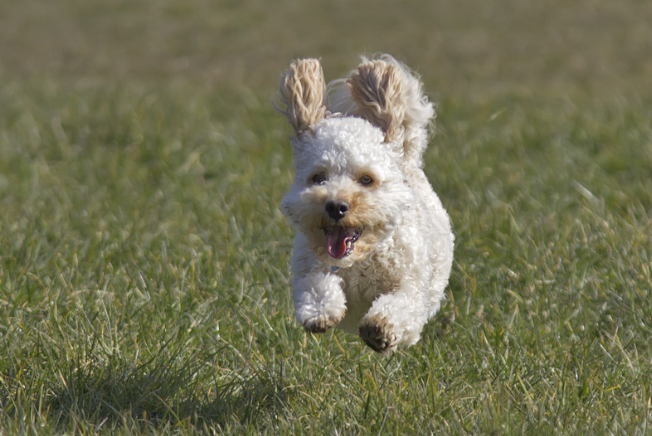 Cavapoo Welpe springt mit fliegenden Ohren und offener Schnauze über eine grüne Wiese