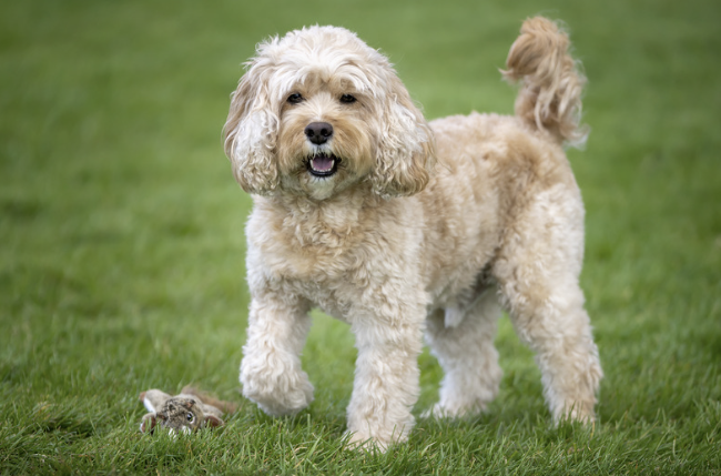Cavapoo Hund mit apricotfarbenem lockigem Fell steht auf grüner Wiese neben Spielzeug