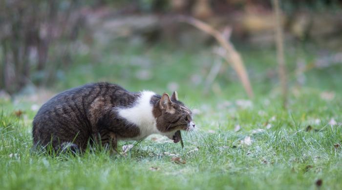 Katze erbricht – wann es