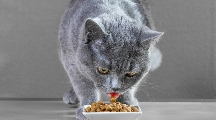 Katze frisst ihr Futter mäkelig