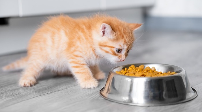 Wie oft sollte man eine Katze fttern? Irish Pure