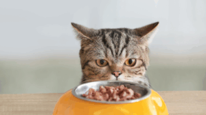 Katze frisst nicht – Ursachen und Lösungen