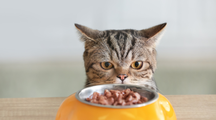 Katze frisst nicht – Ursachen und Lösungen