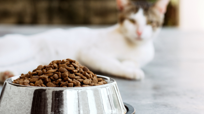 Katze frisst nur Trockenfutter