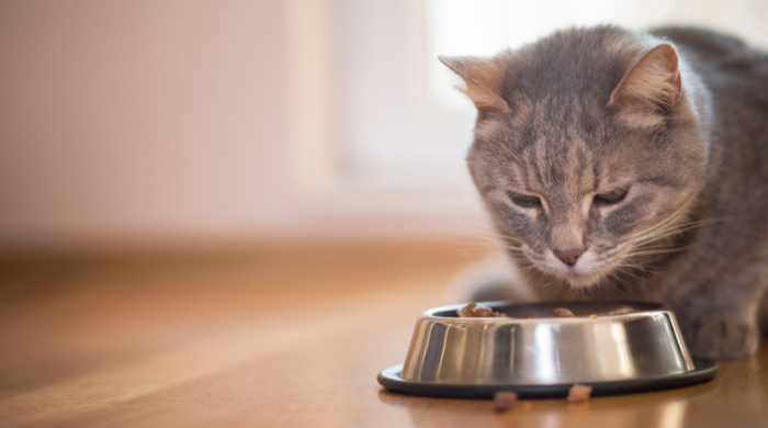 Katze frisst wenig – mögliche Ursachen