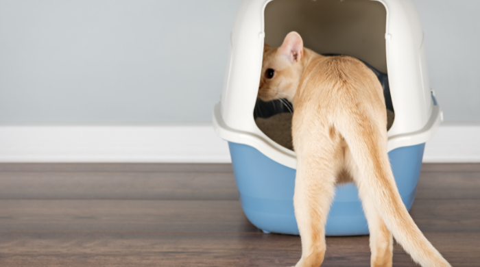 Bei Durchfall bei Katzen hilft manchmal nur ein Tierarztbesuch