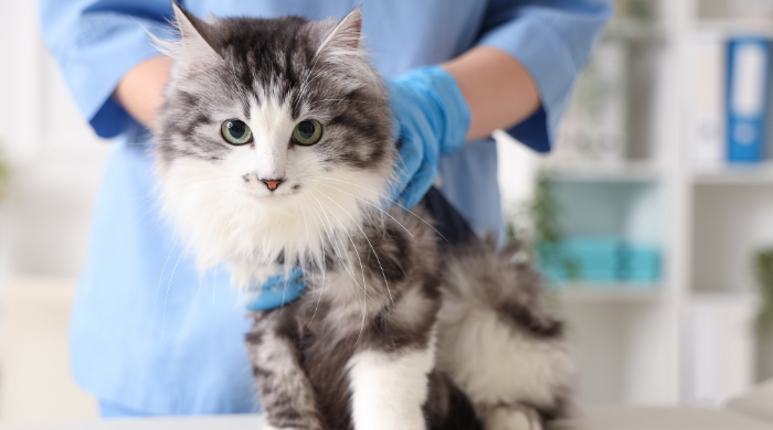 Katze ist wegen Verdacht auf Futterallergie beim Tierarzt