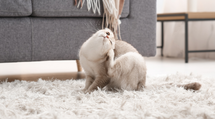 Katze kratzt sich übermäßig, Parasit oder Futterallergie?