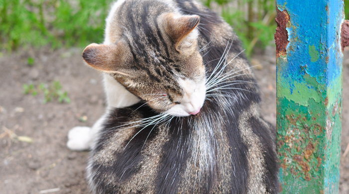 Katze leckt sich viel, Parasit oder Allergie?