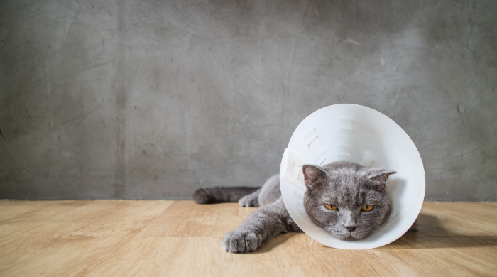 Katze leckt sich wund wegen Futtermittelallergie