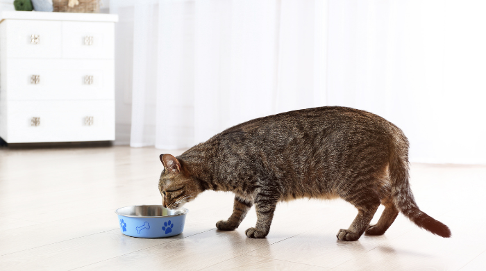 Katze rührt ihr Futter nicht an