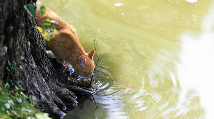 Katze trinkt nur im Freien