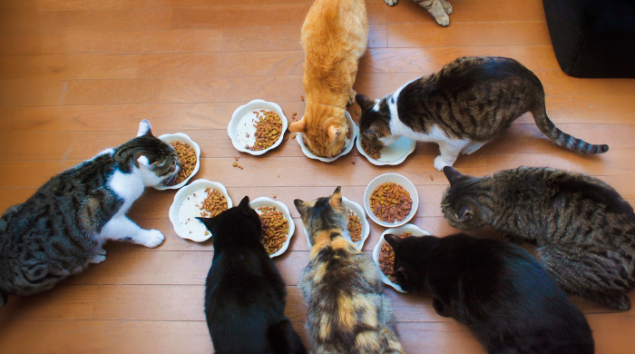 Wie oft sollte man eine Katze füttern?
