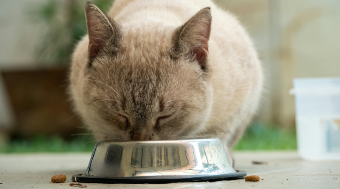 Katzenfutter Arten – Nassfutter, Trockenfutter und Alternativen