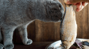 katzenfutter umstellen - Schritt-für-Schritt Anleitung für eine stressfreie Umgewöhnung
