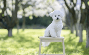 Bichon Frisé sitzt auf einem Holzhocker in einem sonnigen Park mit unscharfem Hintergrund
