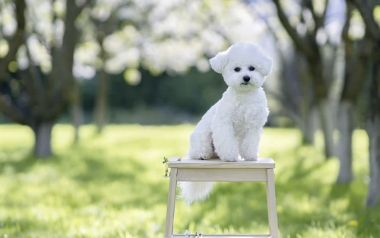 Bichon Frisé sitzt auf einem Holzhocker in einem sonnigen Park mit unscharfem Hintergrund