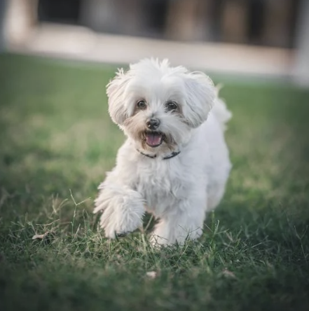 Malteser läuft fröhlich über grünen Rasen im Freien