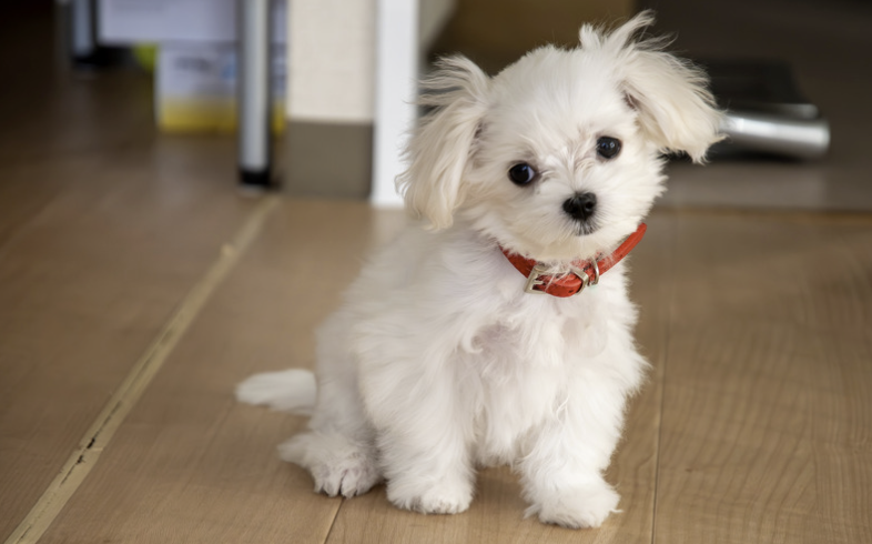 Malteser Welpe mit rotem Halsband sitzt auf Holzboden und blickt neugierig