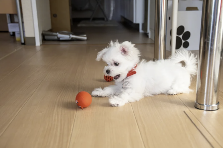 Malteser Welpe spielt mit rotem Ball auf Holzboden in der Wohnung