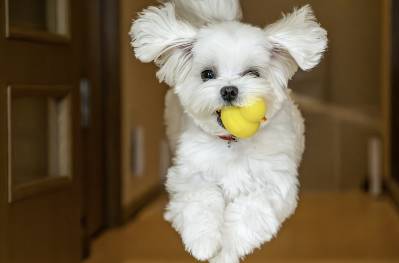 Malteser Welpe läuft mit gelbem Spielzeug im Maul durch Innenraum